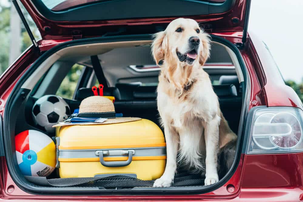 Além das peças de reposição: o que considerar ao comprar um carro?